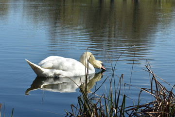 Vogelfotografie am See,