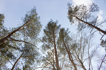 Trees on a background of blue sky with white clouds