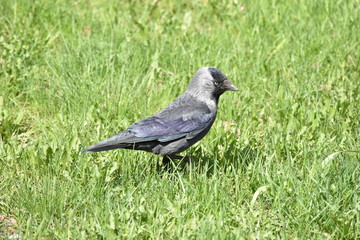 jackdaw