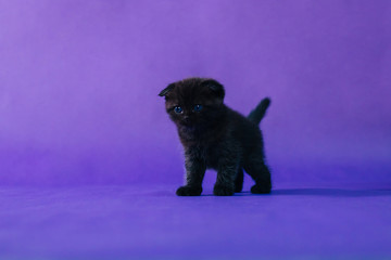 A black, fold kitten is standing on the floor. Cat on a purple monophonic background. Studio photo
