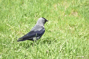 jackdaw