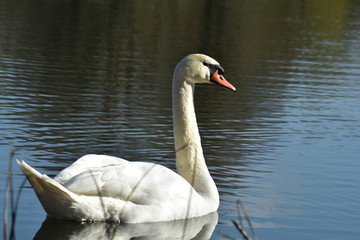 Obraz premium Vogelfotografie am See