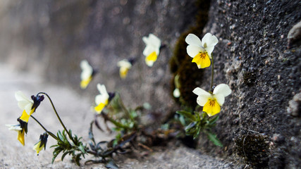 spring flowers on the asphalt