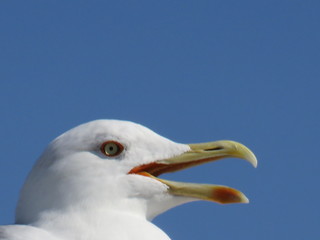 goéland