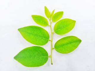 green leaf on white background