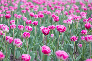 Obraz premium Beautiful blooming pink tulips close-up.