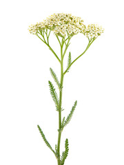 White flower of Yarrow plant, Achillea millefolium