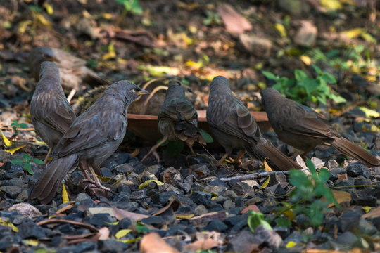 Jungle babblers birds with an indian palm squirrel  in the background in the garden eating seeds in Sagar, Madhya Pradesh, India
