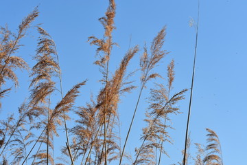 Pflanzen, See, Naturfotografie