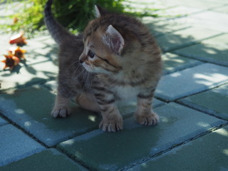 gato en naturaleza