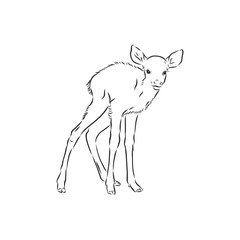 Young deer vector silhouette. fawn, vector sketch illustration