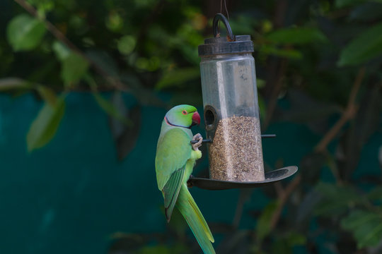Indian ring neck parrot eating from a bird feeder in Sagar, Madhya Pradesh, India