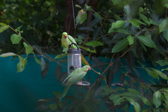 Two indian ring neck parrots eating from a bird feeder in Sagar, Madhya Pradesh, India