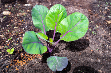 Young shoots of purple Brussels sprouts cabbage plant growing on organic farm