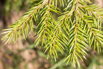 Spruce branches in the solar light plan view