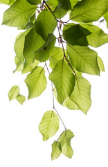 Fresh new leaves in the spring. On the branch in the nature in spring