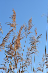 Pflanzen, See, Naturfotografie