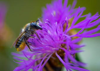 
bee collecting pollen from a flower close-up