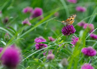 
butterfly sits on a clover flower