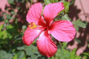 pink hibiscus flower