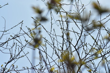 Pflanzen, See, Naturfotografie