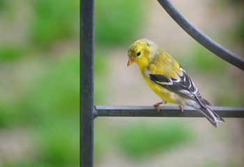 A beautiful American Goldfinch perching on the metal pole