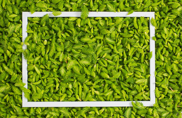 Fresh green pine needles as a background with the frame