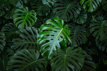 Beautiful Monstera leafs. Exotic bush