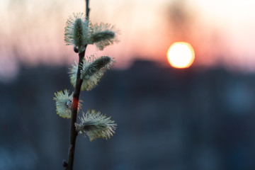 Flowering willow illuminated from behind by the setting sun