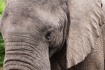 Fototapeta premium Elephant close up portrait