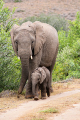 Fototapeta premium African elephant with baby