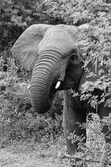 Elephant looking from behind the bush black and white