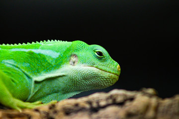 Lau banded iguana in Zoo Augsburg