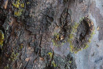 Trunk wood with texture and dust