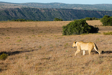 Naklejka na ściany i meble lioness on the hunt in savannah with prey in some distance