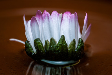 kwiat na tafli wody w kształcie korony