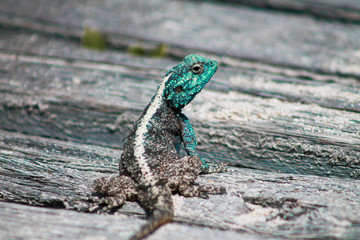 male southern rock agama looking back