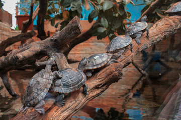 Schildkrötte Family
