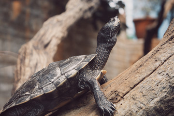 Schildkrötte