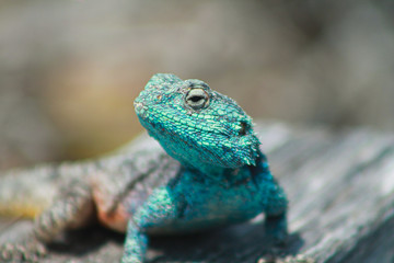 close up portrait of a male southern rock agama