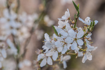 białe kwitnące wiosną kwiaty na drzewie