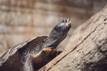 Schildkrötte