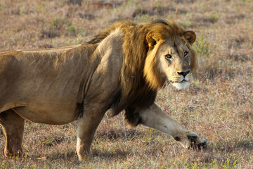 male lion walking portrait