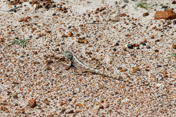 Well camouflaged Agama