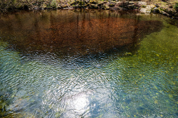 in the mountains beautifully transparent full of leaves at the bottom
