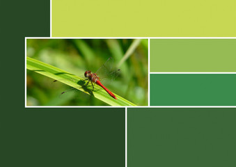 Palette nuancier Trend 2020 Color couleur vert green libellule color chart dragonfly