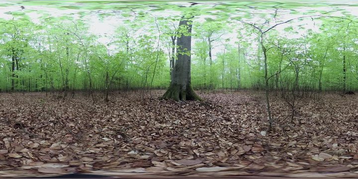 360VR, Sonniger Buchenwald im Frühling, VR360