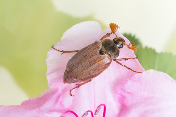 Maybug on pink flower