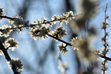 Kirschblüten