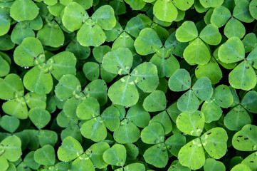 frischer, strahlend grüner Klee mit Morgentautropfen an den Blättern Muster